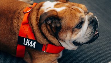 lewis-hamilton's-roscoe:-a-look-back-at-the-f1-paddock-bulldog's-best-moments