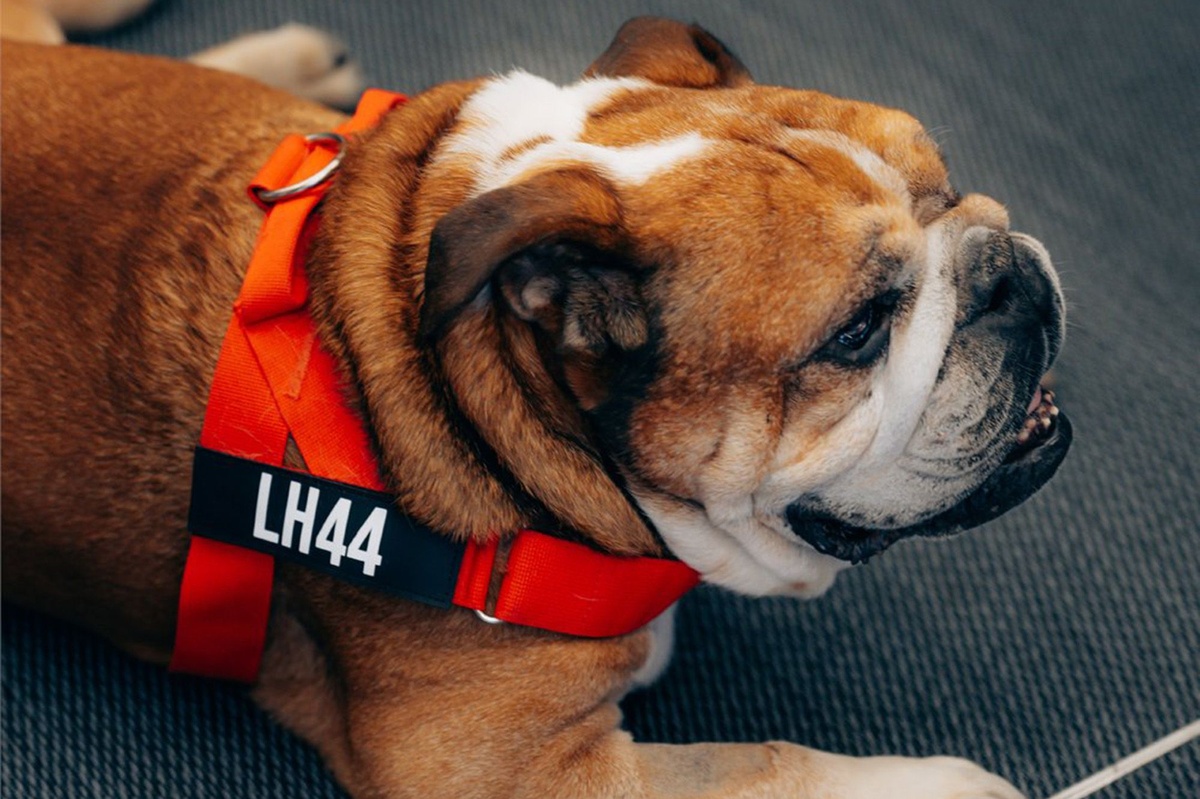 lewis-hamilton's-roscoe:-a-look-back-at-the-f1-paddock-bulldog's-best-moments